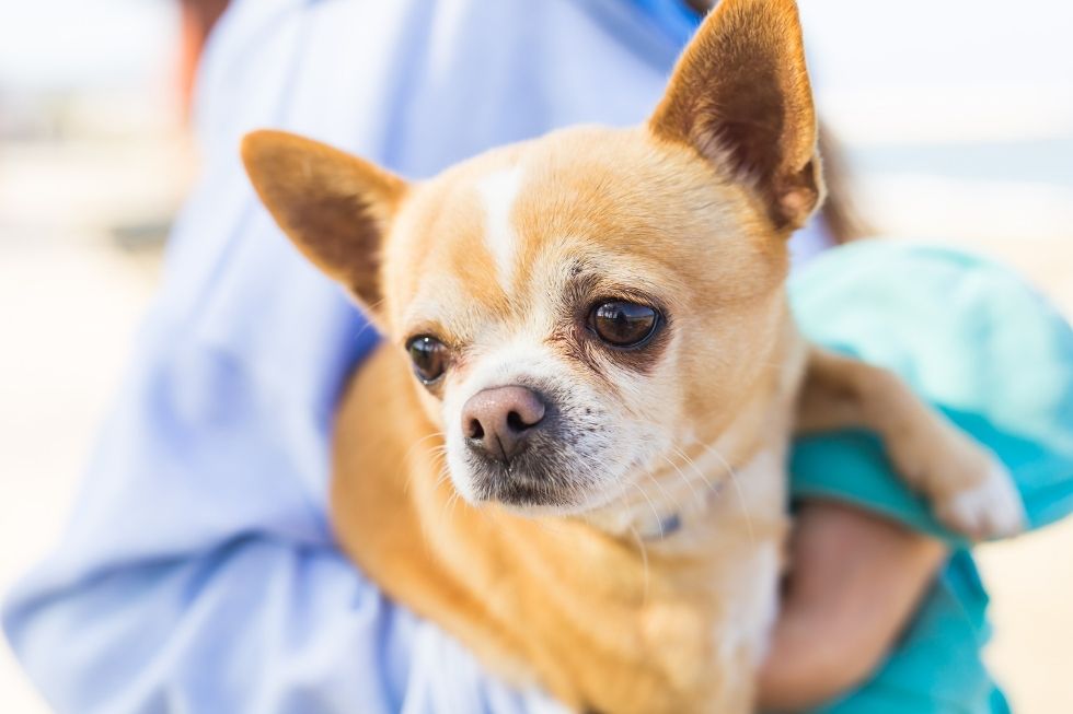 Budgeting for your Best Friend