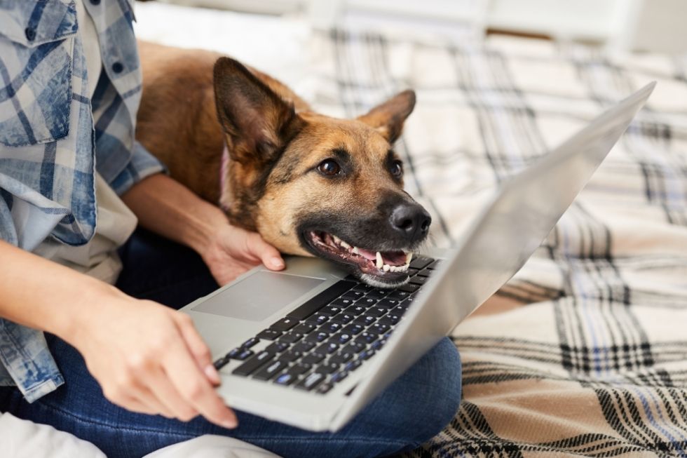 dog-looking-at-laptop-screen-PLX3RN5-980-x-653.jpg