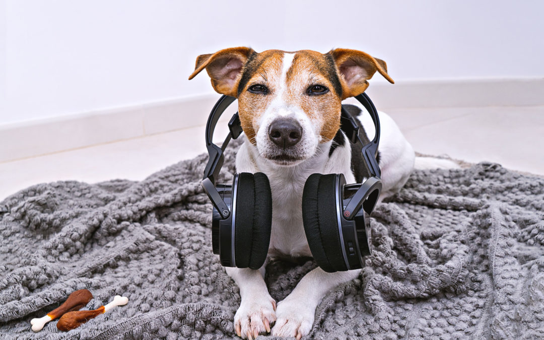 dog-with-headphones-lying-and-looking-at-camera-KZXGD66