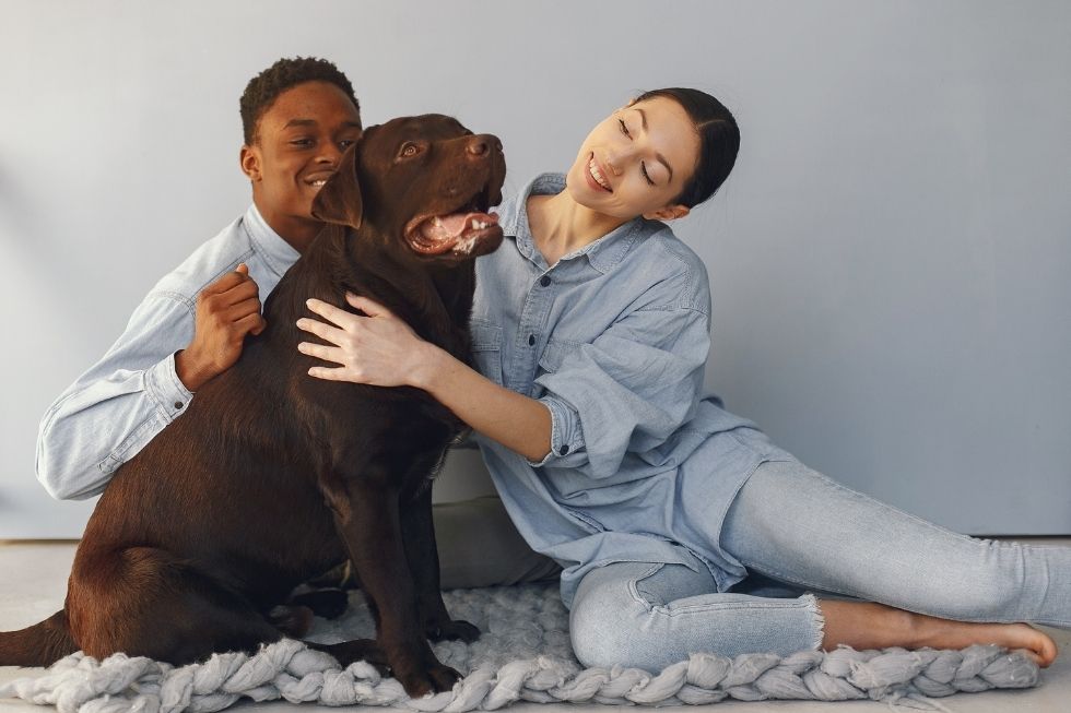 How to help a hound settle into a new household?