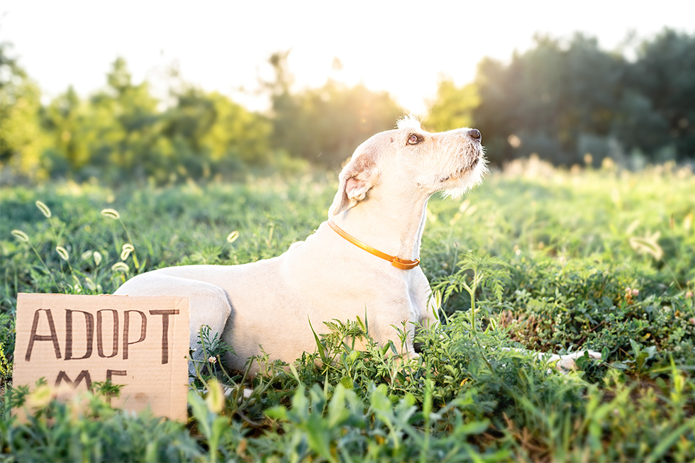 Dog sitting in a grassy field next to an adopt me sign
