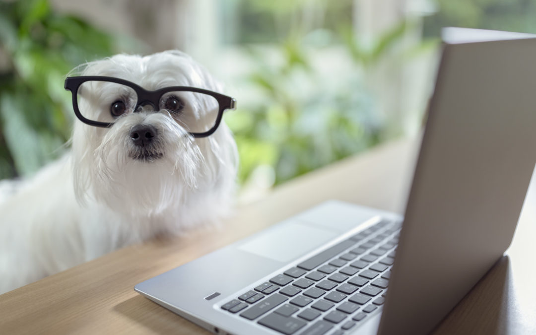 Cute white dog with glasses in front of a laptop
