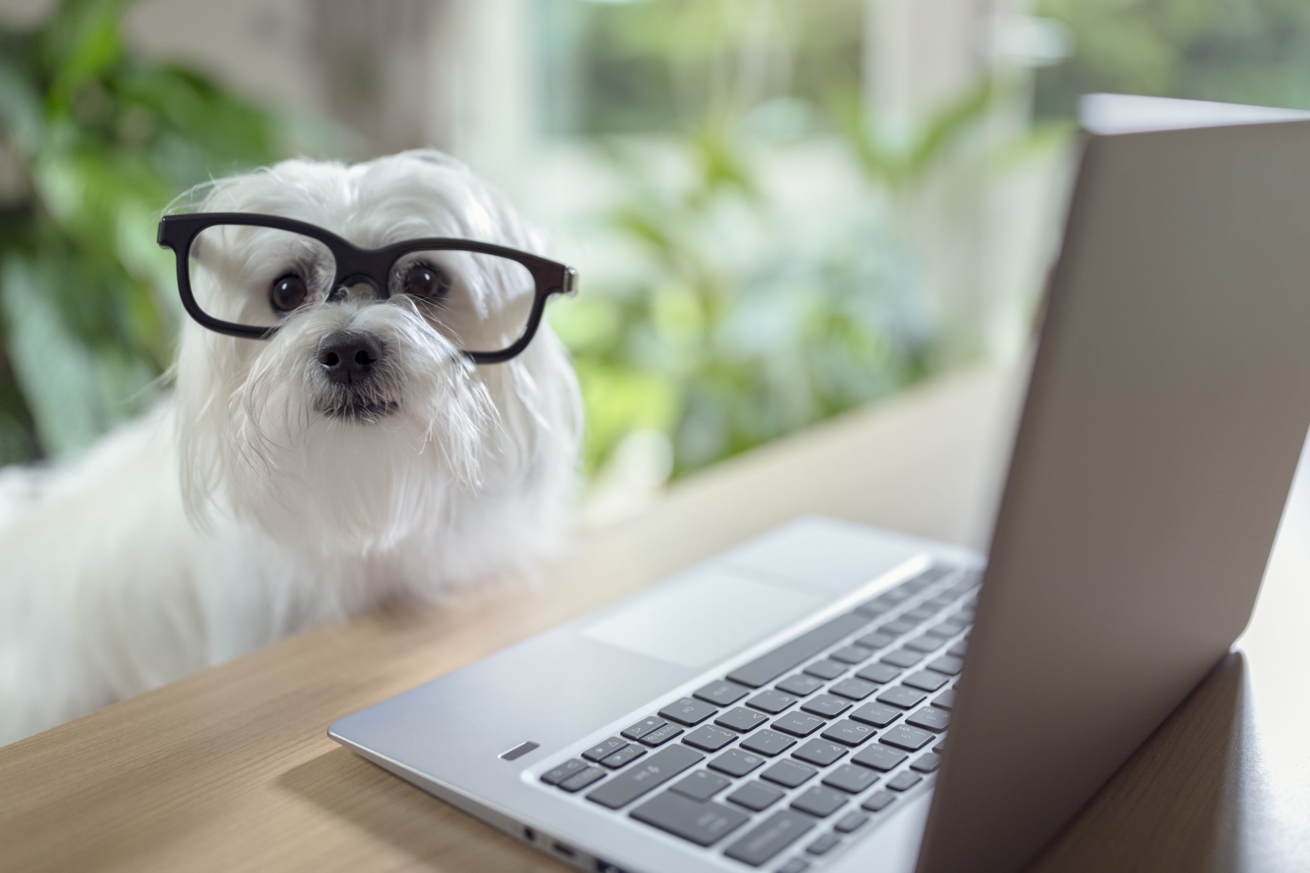 Mini Computer Dog Top 3 Pet Gadgets for Home Alone Dogs