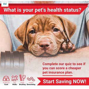 Cover Search Pet Health Status_square banner ad_(300 x 300 px)_6